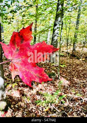 Hellrotes Ahornblatt ist Wald Stockfoto