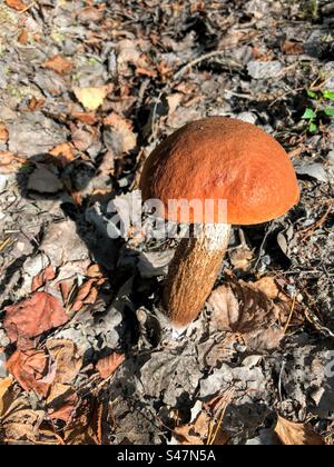 Einzelne rote orangefarbene Kappe Leccinum aurantiacum Rotkappenstiel mit Birkenboletuspilze, die zwischen den gefallenen Blättern wachsen Stockfoto