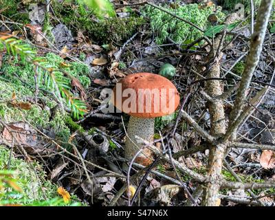 Einzelne junge Orangenmütze Leccinum aurantiacum Rotkappenstiel Birkenboletus Pilz wächst im Wald mit Moos, gefallenen Blättern und Ästen Stockfoto