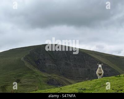 Ein einsames Schaf steht auf dem Hügel bei Mam Tor im Peak District National Park in England Stockfoto