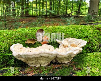 Klappenpilz an umgefallener Buche in Buchenwäldern im Oktober bei Winchester Hampshire Vereinigtes Königreich Stockfoto