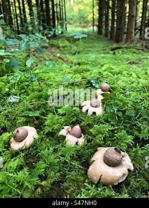 Kragen-Regensternpilz (Geastrum triplex), der im Oktober auf einem moosbedeckten Kiefernwald in der Nähe von Winchester Hampshire im Vereinigten Königreich wächst Stockfoto