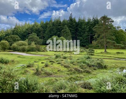 Linford Bottom, New Forest, Hampshire, England, Großbritannien. Stockfoto