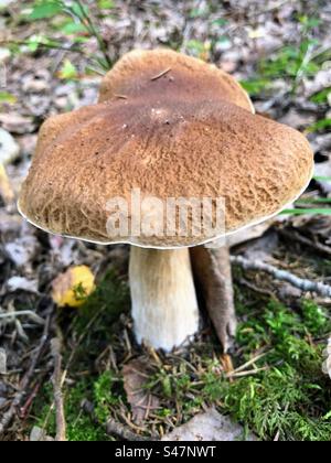 Einzel-Boletus edulis, cep, Penny Brötchen, Stachelschwein, Stachelpilz Pilz wächst zwischen Moos, gefallenen Blättern und Zweigen Stockfoto