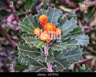 Nahaufnahme von sich entwickelnden gelben Blütenknospen und Blättern von Banksia praemorsa/geschnittenem Blatt banksia, einer australischen einheimischen Pflanze im Frühling. Botanik. Stockfoto