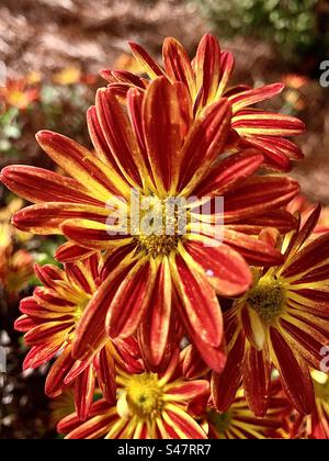 Die schönen Chrysanthemen, manchmal auch Mütter oder Chrysanthen genannt, sind blühende Pflanzen der Gattung Chrysanthemum in der Familie der Asteraceae. Das ist eine Lieblingsblume im Herbst. Stockfoto