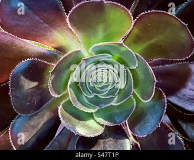 Direkt darüber, extreme Nahaufnahme der beleuchteten Sukkulenten Pflanze, Aeonium arboreum/Baumhausleek/irische Rose. Vollformathintergründe. Muster. Stockfoto