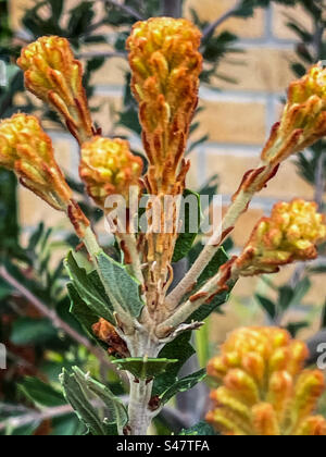 Nahaufnahme von gelben Blütenknospen von Banksia praemorsa/geschnittenem Blatt Banksia, im Frühling an einer Ziegelmauer. Australische einheimische Flora. Fokus auf den Vordergrund. Stockfoto