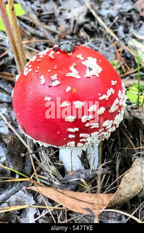 Kleine einzelne Amanita muscaria Fliege agarisch giftige Pilze Pilze wachsen im Waldboden zwischen den gefallenen Blättern und trockenem Gras Stockfoto