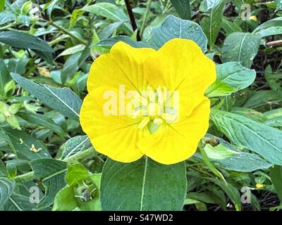 Eine gelbe Ludwigia Peruviana Blume in einem Garten in Florida. Diese Blume ist auch als peruanische Primel bekannt. Stockfoto