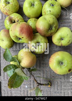Nahaufnahme von kochenden Äpfeln das reife, hausgemachte Fruchtfutter aus der Gartenschrecke Obstgarten im Sommer flache Aussicht mit Blättern Stockfoto