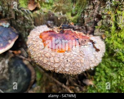 Fomitopsis pinicola (rot-gegurtete Halterung), Trauerpilz, polypore Schelfpilzkonken, die auf dem Baumstamm wachsen Stockfoto