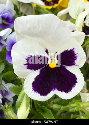 Stiefmütterchen Blüte. Stockfoto