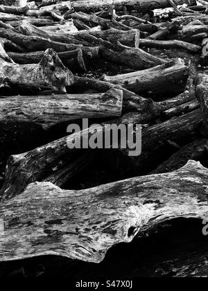 Schwarzweißbild von Baumstämmen Stockfoto