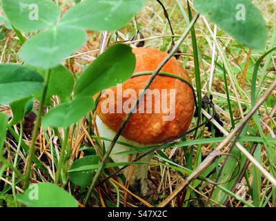 Einzelne junge Orangenmütze Leccinum aurantiacum Rotkappenstiel Birkenbolete Boletus Pilz versteckt sich zwischen Klee und anderen Grasmoospflanzen Stockfoto