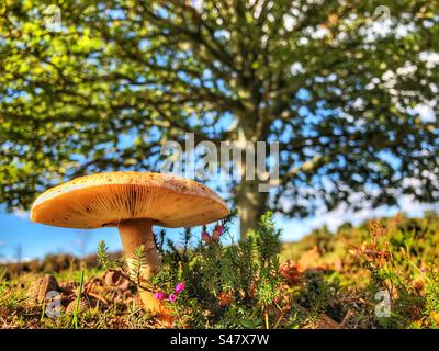 Pilze wachsen unter einer Eiche auf Heideflächen im Lyndhurst New Forest National Park Hampshire, Vereinigtes Königreich Stockfoto