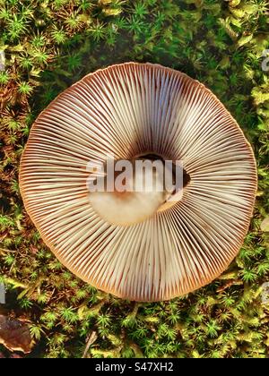 Kiemen unter einer gefallenen Pilzmütze im Herbst auf Heideflächen in Lyndhurst Hampshire Vereinigtes Königreich Stockfoto