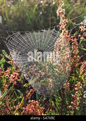 Spinnen weben bei Sonnenaufgang auf Heideflächen im New Forest National Park Hampshire Vereinigtes Königreich Stockfoto