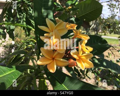 Plumerias/Frangipanis tropische Pflanzen, die in Hawaii, Australien und in Asien wachsen. Wunderschöne Farben und Düfte!! Stockfoto