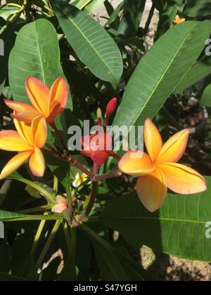 Plumerias/Frangipanis sind wunderschöne tropische Pflanzen, die in Hawaii, Australien und Asien wachsen!! Stockfoto