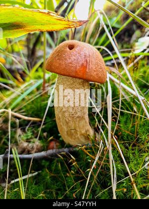 Einzelne junge Orangenmütze Leccinum aurantiacum Rotkappenstiel Birkenboletus Pilz versteckt sich zwischen trockenem Gras und Moos Stockfoto