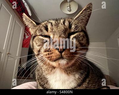 Katze hautnah Stockfoto