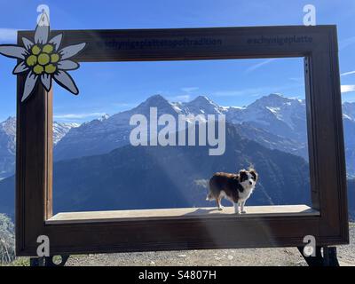 Hund posiert im Tourismusrahmen vor den Berner alpen auf der Schynige Platte in der Schweiz Stockfoto