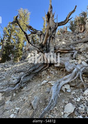 Knorriger Stamm und freiliegende Wurzeln im alten Bristlecone Pine Forest, Teil des Inyo National Forest bei Bishop, Kalifornien. Stockfoto
