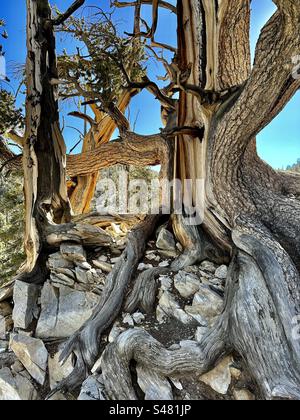 Knorrige Stämme und freiliegende Wurzeln im alten Bristlecone Pine Forest, Teil des Inyo National Forest bei Bishop, Kalifornien. Stockfoto