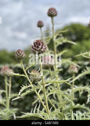 Cardoon-Pflanze im Knospen Stockfoto