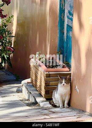 Katze, die im Schatten eines Gebäudes sitzt, mit einer blauen Tür und einem hölzernen Pflanzkasten in einer kleinen Straße in Athen. Stockfoto