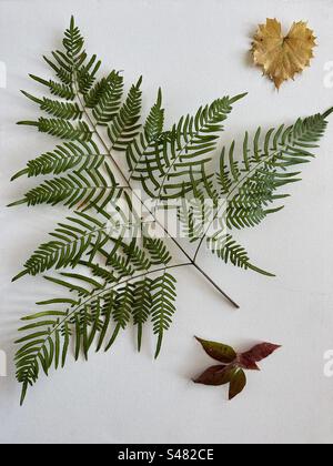 Sie leben immer noch von Farnblättern und Herbstblättern Stockfoto
