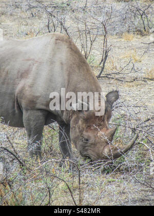 Schwarzes Nashorn im Etosha-Nationalpark, Namibia Stockfoto