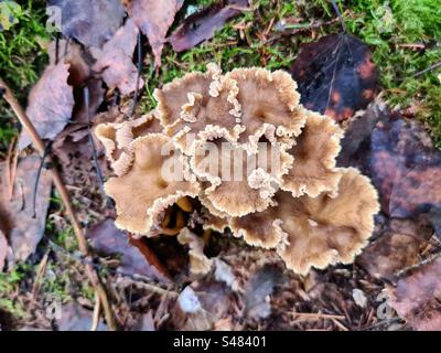 Gruppe von Craterellus cantharellus tubaeformis, einem essbaren Pilz, auch bekannt als Gelbfuß, Winterpilz oder Trichter-Pfifferling, der zwischen den gefallenen Blättern im Waldboden wächst Stockfoto