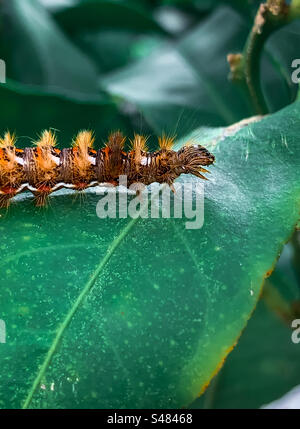 Knoten Grasmotte raupe auf Zitronenbaumblatt Stockfoto