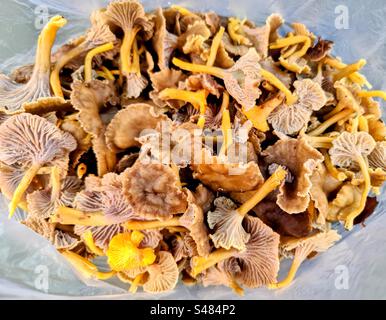 Stiller Jagdfang: Nahaufnahme von vielen frisch geernteten Craterellus cantharellus tubaeformis, Gelbfuß, Winterpilztrichter Pfifferlinge Cantharellus cibarius Pfifferlinge Pilze Stockfoto