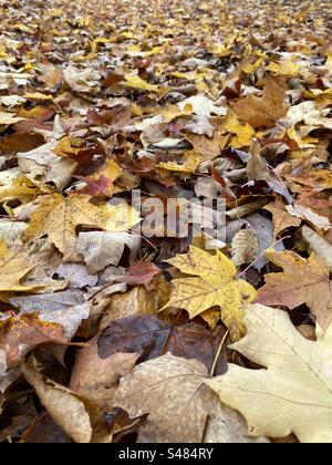 Herbstlaub auf dem Boden nah oben, Ahornblätter, Kanada Stockfoto
