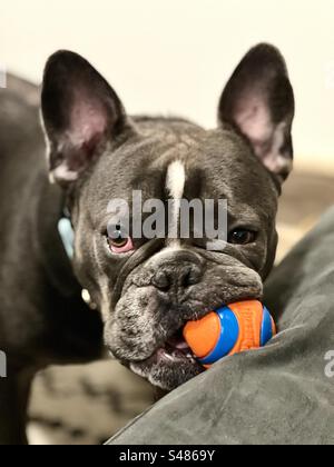 Blau-braune französische Bulldogge, die auf einem Ball kaut, während sie sich auf die Couch lehnt Stockfoto