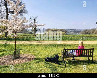 Frau und Hund genießen den Blick auf die Narzissen-Wiese vor dem Beaulieu River bei Exbury Gardens im New Forest National Park Stockfoto