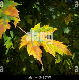 Das Blatt beginnt gerade im Herbst seine Farbe zu ändern Stockfoto