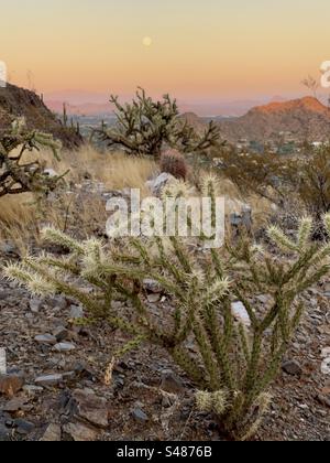 Vollmond bei Sonnenuntergang, orangefarbener Himmel, cholla-Kakteen, Schatten in den Bergen der Wüste, Phoenix Mountains Preserve, Arizona Stockfoto