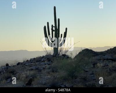 Abendstunde, riesige Saguaro-Kakteen-Silhouette, goldener Himmel, Phoenix Mountains Preserve, Arizona Stockfoto