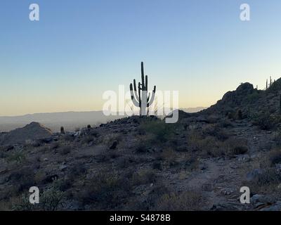Abendstunde, riesige Saguaro-Kakteen-Silhouette, goldener Himmel, Wüstenwanderweg, Phoenix Mountains Preserve, Arizona Stockfoto