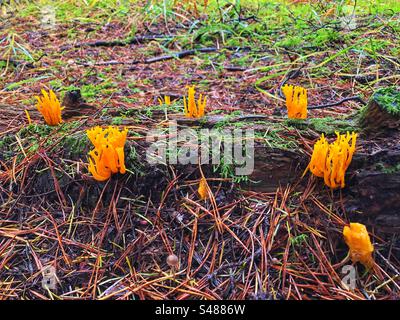 Gelber Stagshornpilz (Calocera viscosa), der auf einer verfaulten Kiefer im New Forest National Park, Hampshire, Vereinigtes Königreich wächst Stockfoto