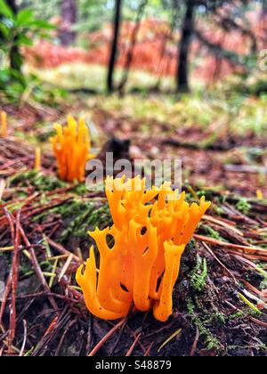 Gelber Stagshorn-Pilz (Calocera viscosa), der auf einer faulen Kiefer im New Forest National Park, Hampshire, Vereinigtes Königreich wächst Stockfoto