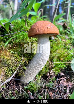 Einzelne junge Orangenmütze Leccinum aurantiacum Rotkappenstiel Birkenboletus Pilz mit gekrümmtem Stiel, der unter dem gefallenen, verfaulten Baumstamm mit Moos wächst Stockfoto