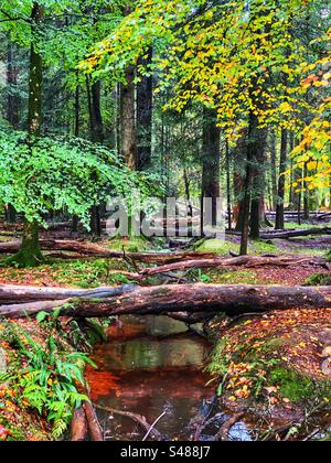 Umgestürzte Bäume über dem New Forest Stream im Herbst Stockfoto