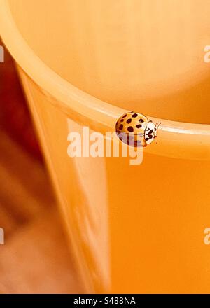 Asiatische Lady Beetle auf Rand oder orangefarbenen Plastikbecher Stockfoto
