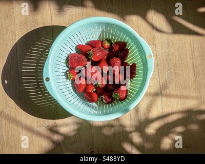 Direkt über Blick auf frisch gewaschene, reife, saftige Erdbeeren im grünen Sieb auf Holztisch im Sonnenlicht mit starken Schatten. Gesunde Ernährung. Antioxidantien. Kopierbereich. Stockfoto