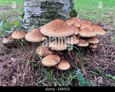 Gruppe von Pholiota squarrosa, allgemein bekannt als zottiges Skelett, zottelige Pholiota oder schuppige Pholiota Pilze, die neben dem Baum zwischen Gras und gefallenen trockenen Nadelnadeln wachsen Stockfoto